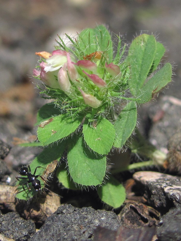 Изображение особи Trifolium lappaceum.