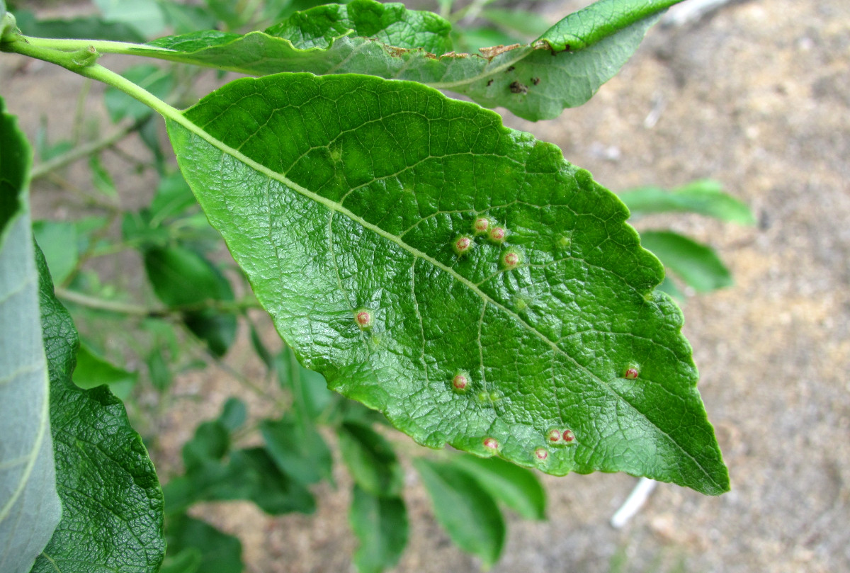 Изображение особи Salix caprea.