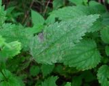 Urtica dioica. Поражённый лист. Окр. Архангельска, рудеральное место. 12.08.2015.