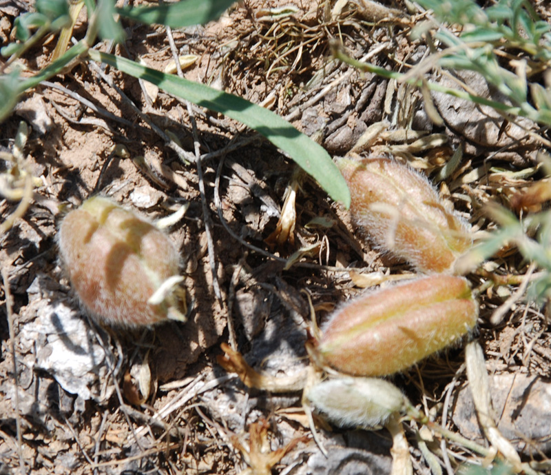 Изображение особи Astragalus sytinii.