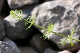 Galium tricornutum