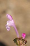 Lamium amplexicaule. Цветок. Казахстан, хр. Шолак, северней вдхр. Капчагай. 07.03.2015.