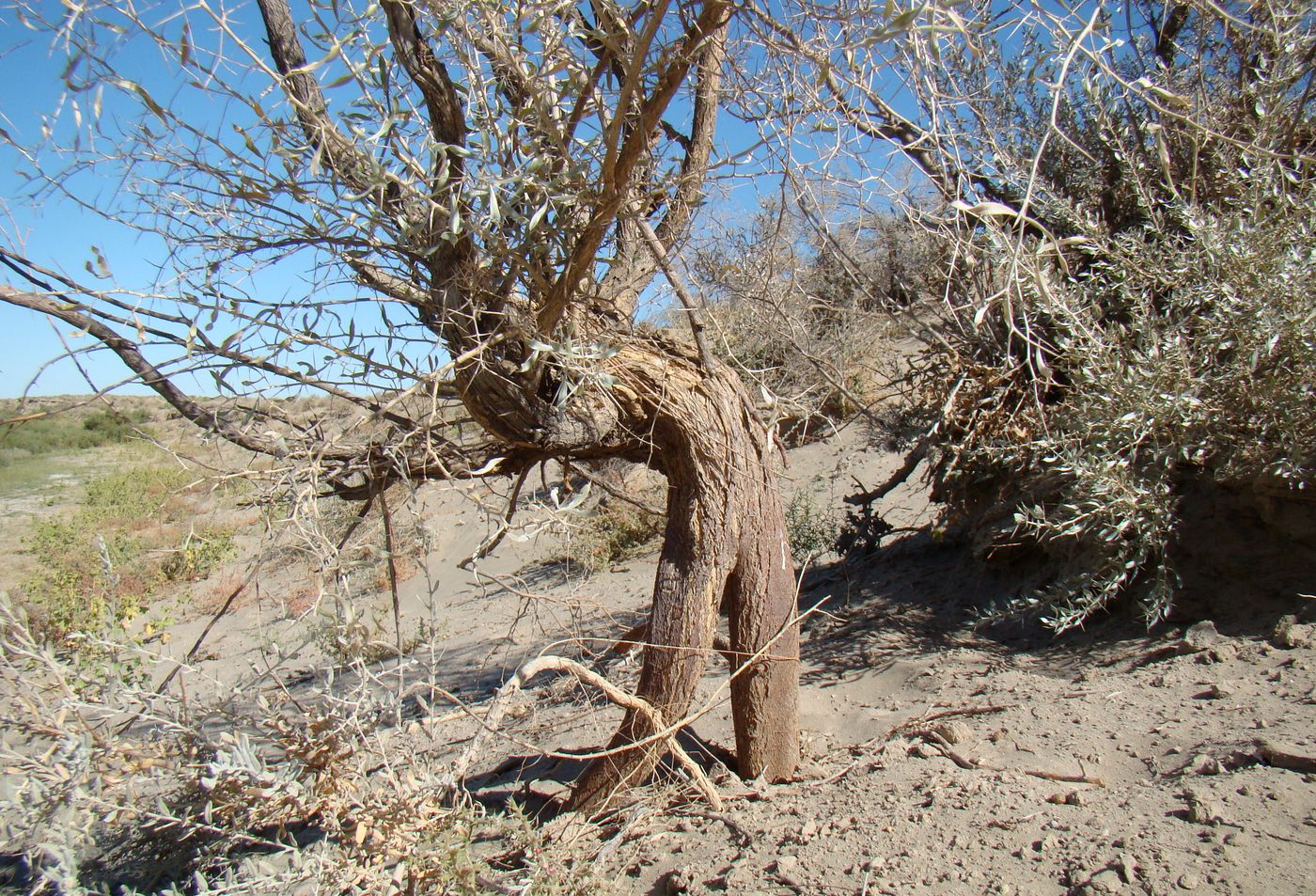 Image of Ammodendron bifolium specimen.