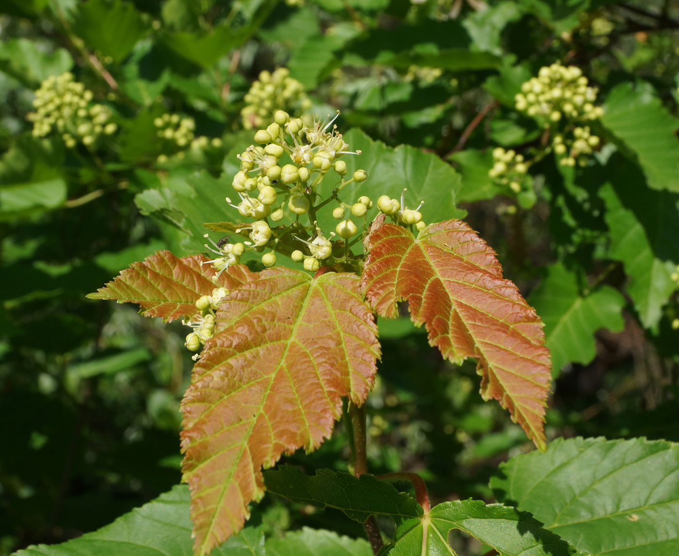 Image of Acer tataricum specimen.