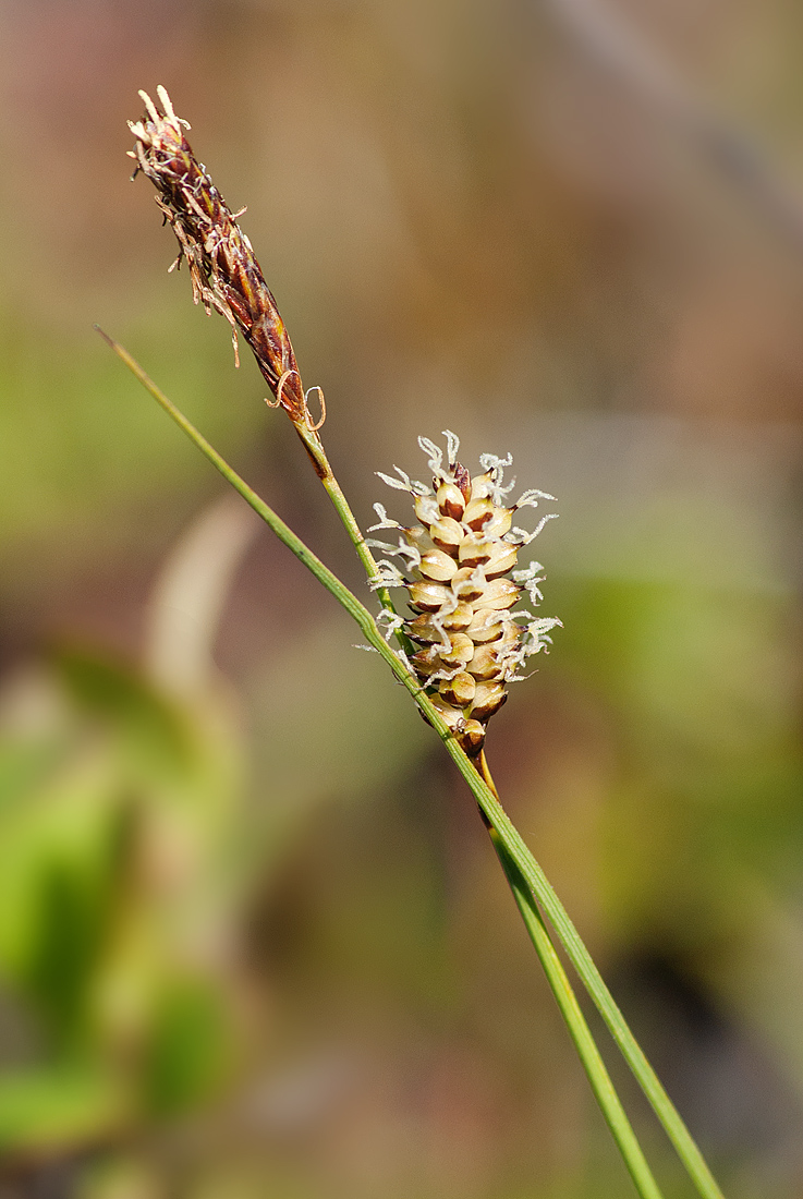 Image of Carex rotundata specimen.