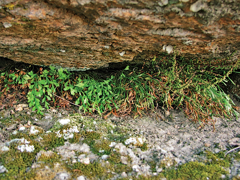 Image of genus Asplenium specimen.