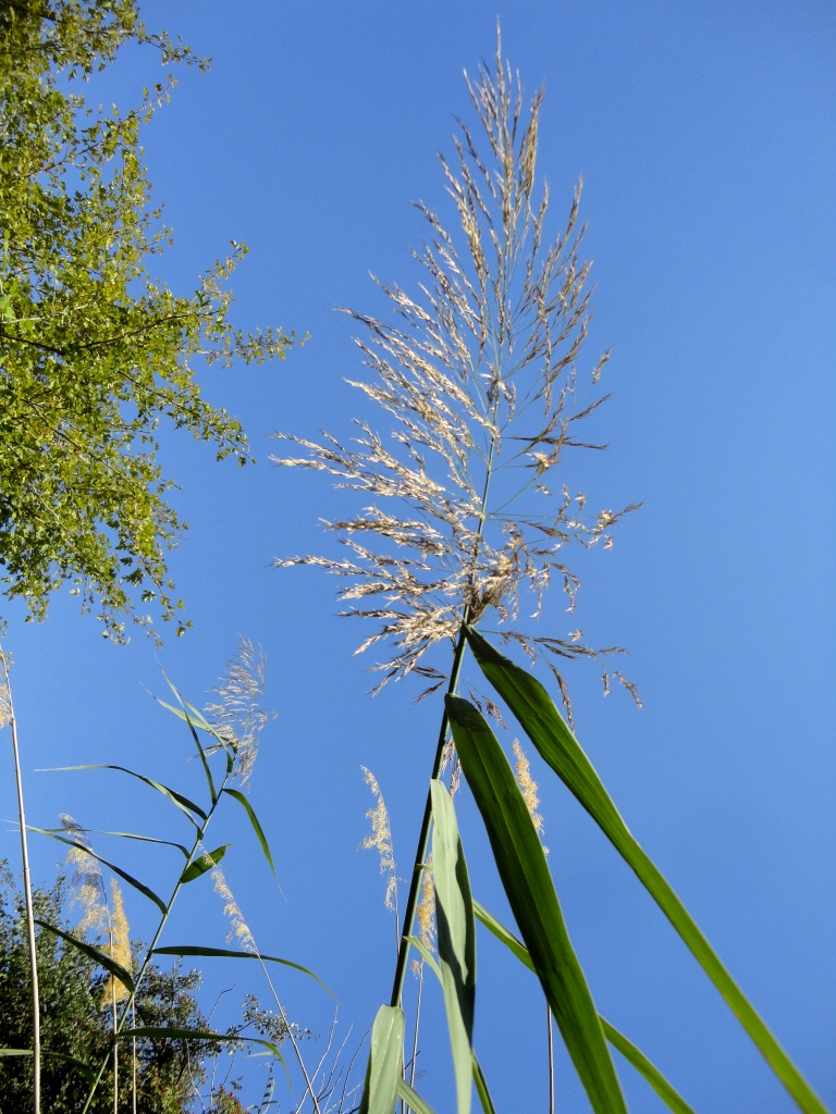 Изображение особи род Phragmites.