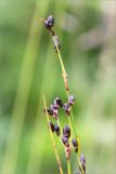 Juncus atrofuscus