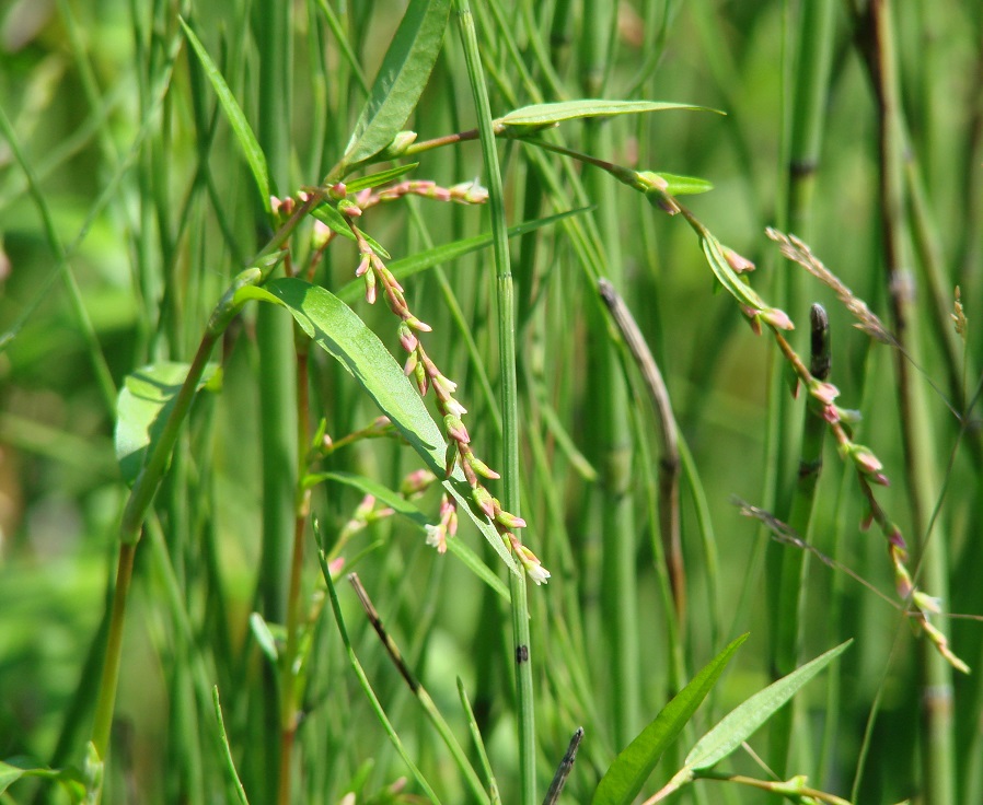 Image of Persicaria hydropiper specimen.