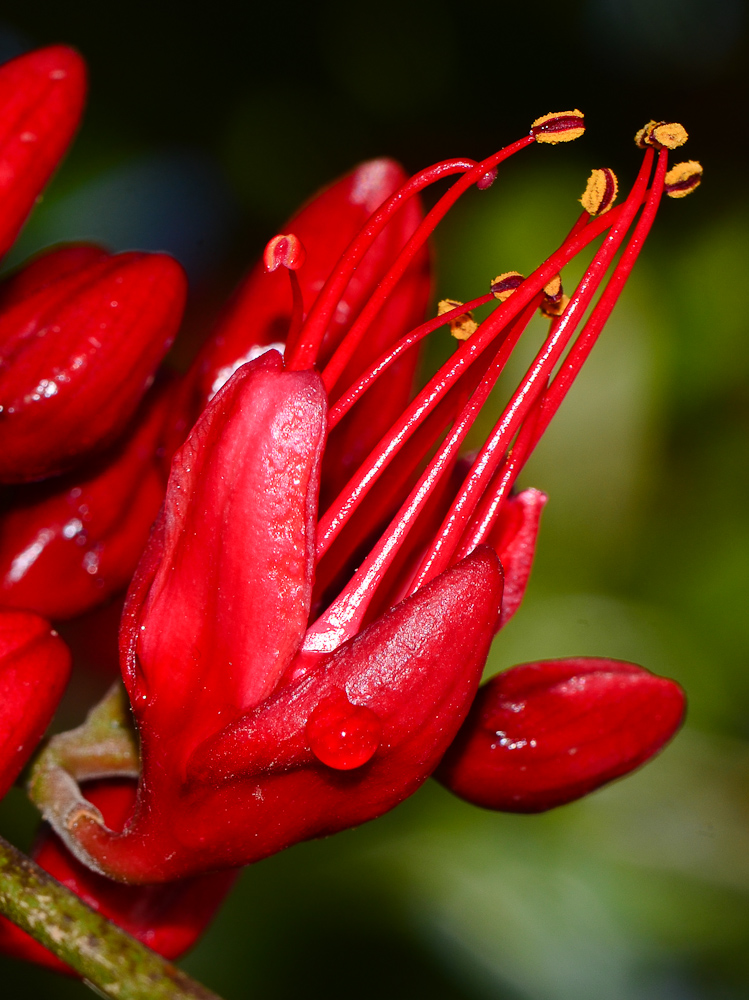 Изображение особи Schotia brachypetala.