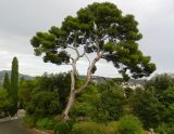 Pinus halepensis. Взрослое дерево. Франция, Лазурный берег, Ницца, парк на северном склоне Замковой горы, в культуре. 21.07.2014.