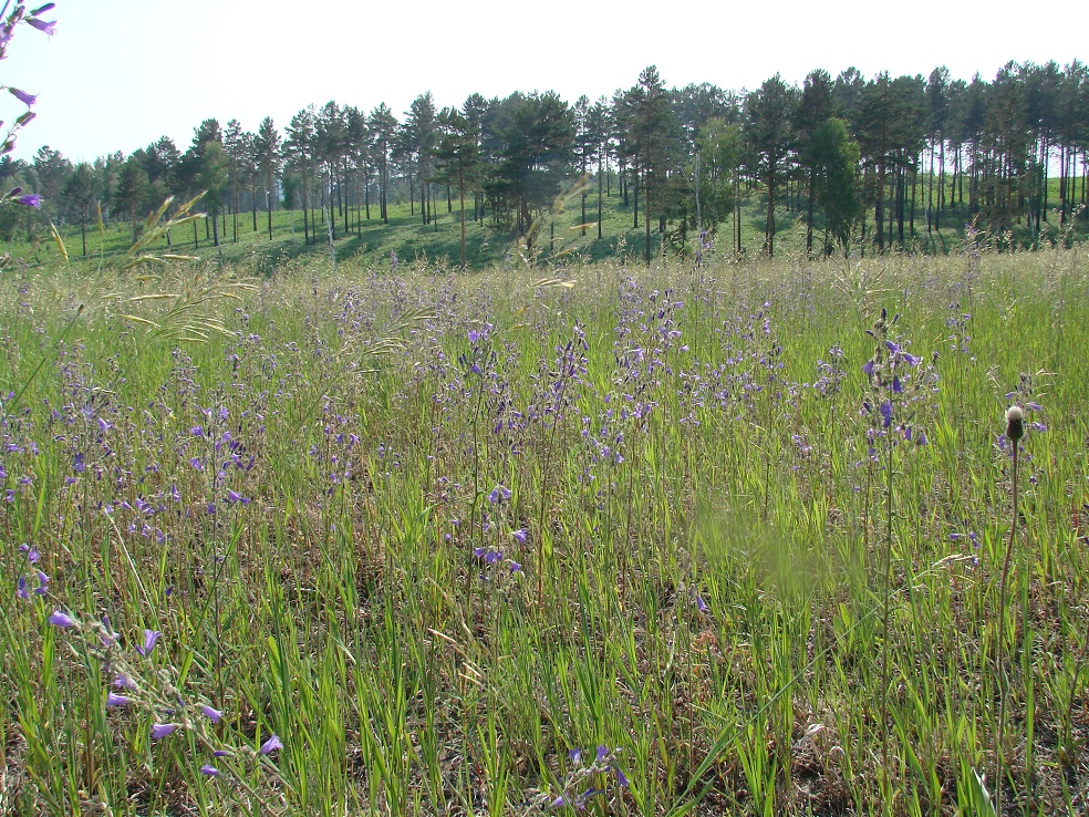 Изображение особи Campanula sibirica.