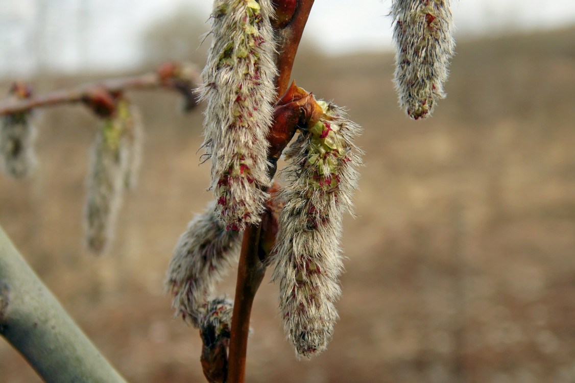 Image of Populus tremula specimen.