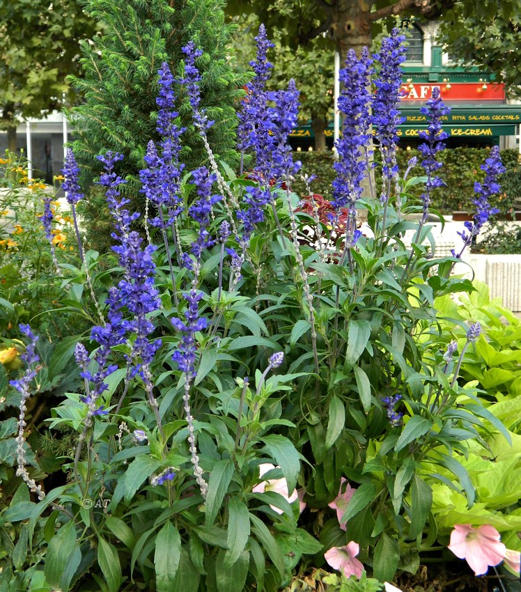 Image of Salvia farinacea specimen.