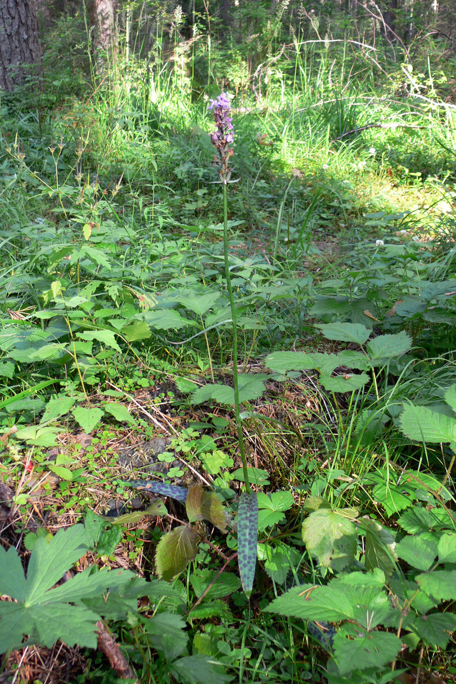 Image of Dactylorhiza fuchsii specimen.