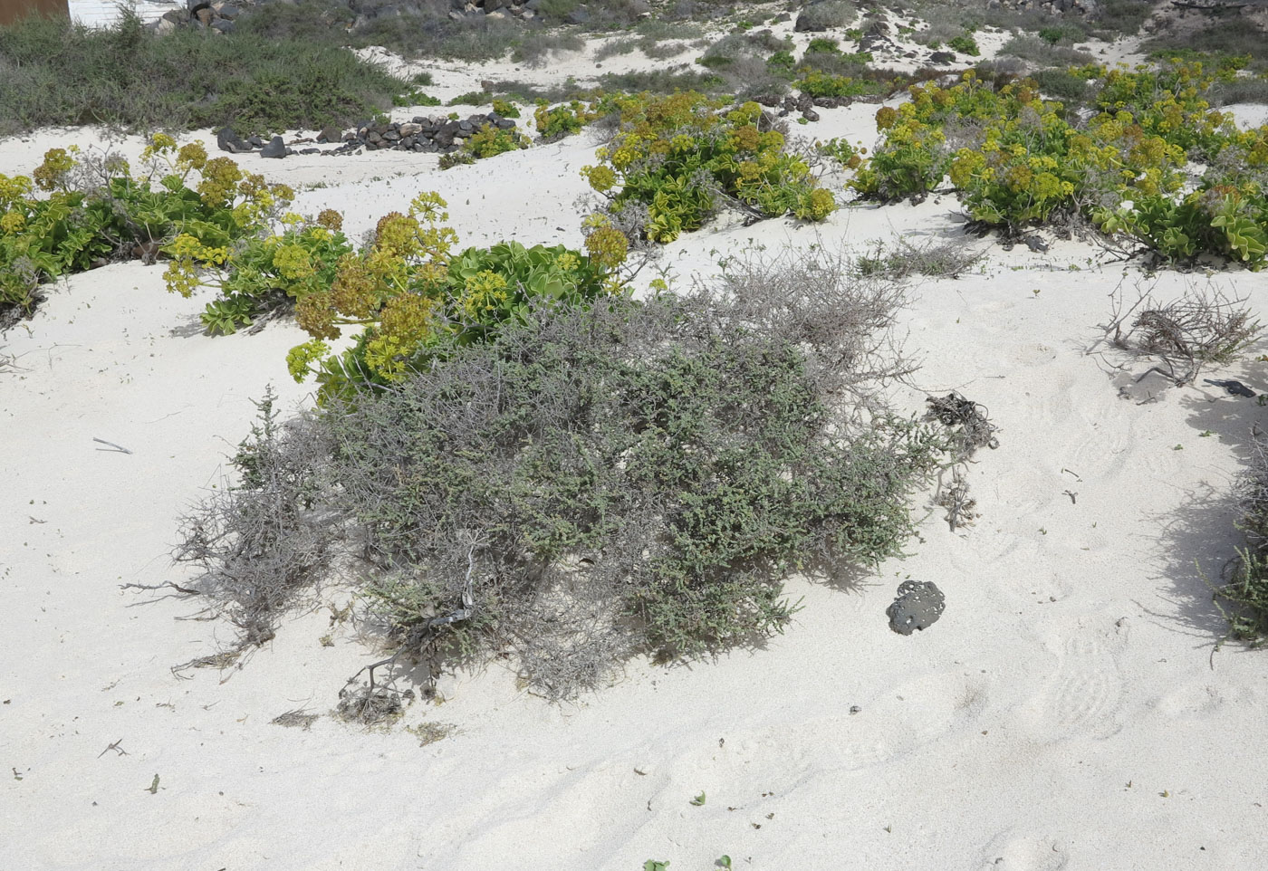 Image of Salsola vermiculata specimen.