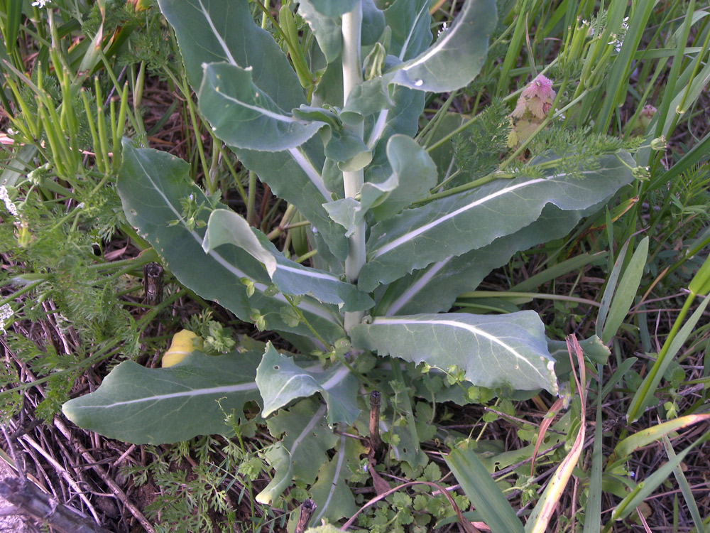 Image of Myagrum perfoliatum specimen.