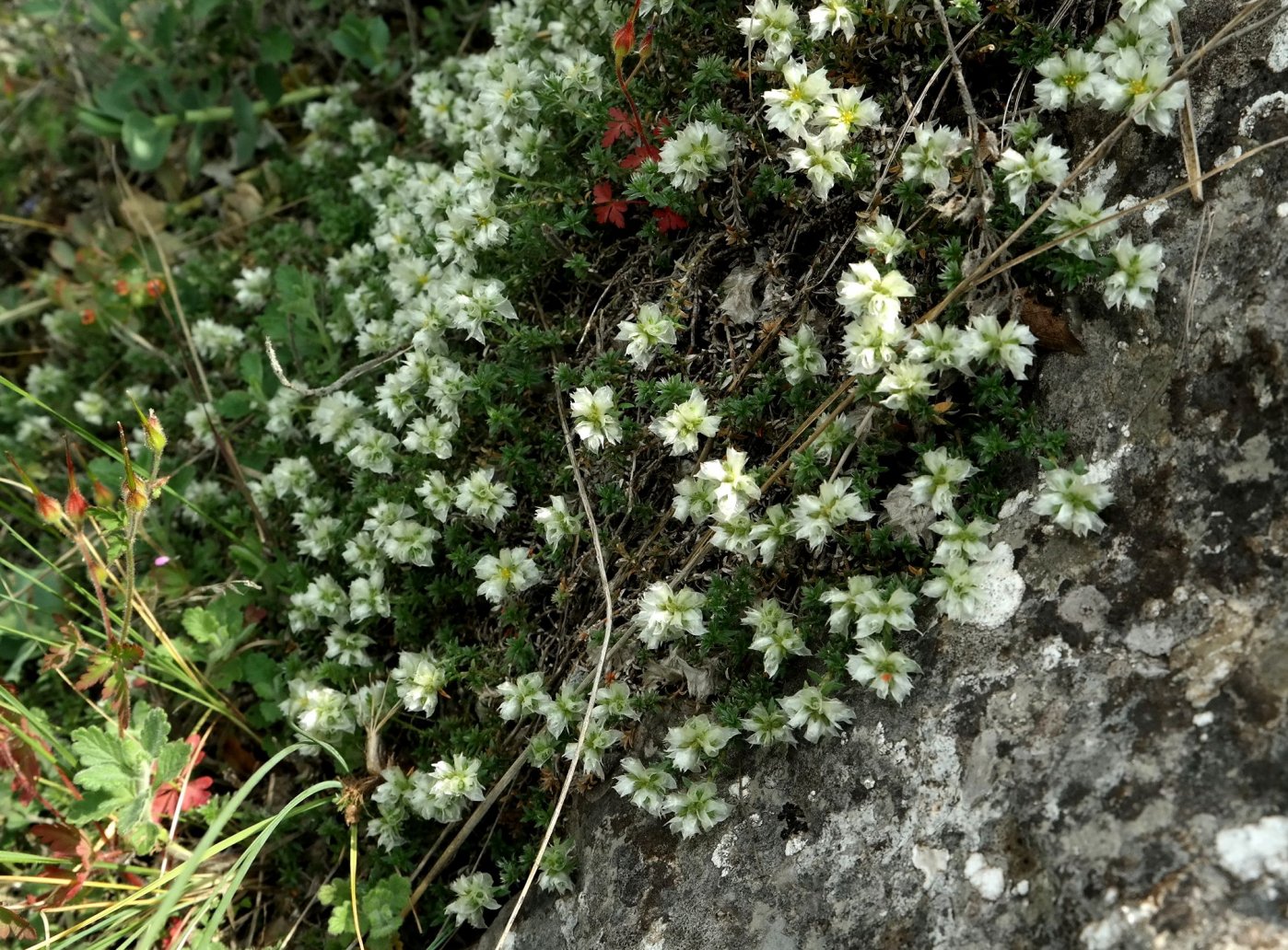 Изображение особи Paronychia cephalotes.