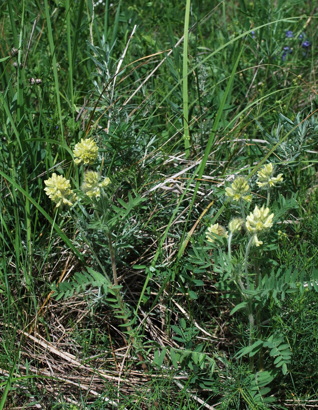 Изображение особи Oxytropis pilosa.