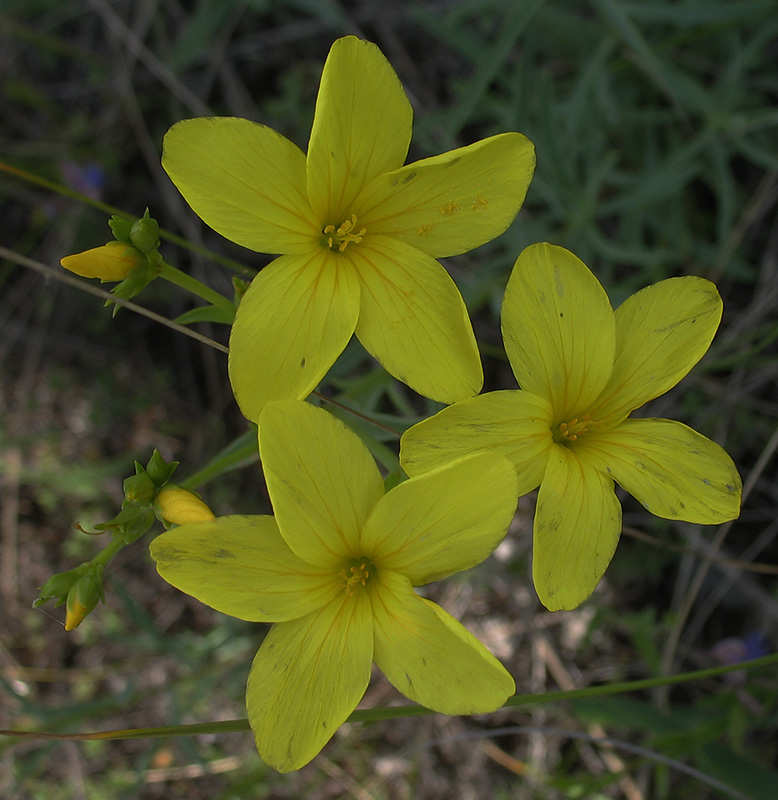 Изображение особи Linum ucranicum.