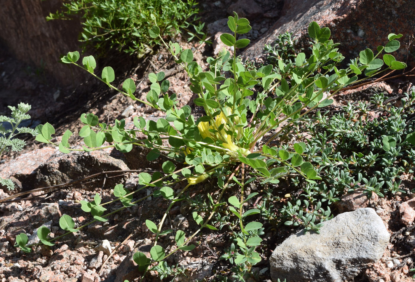 Image of Astragalus aksaricus specimen.