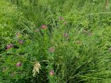 Trifolium lupinaster