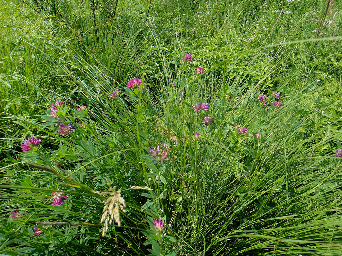 Image of Trifolium lupinaster specimen.