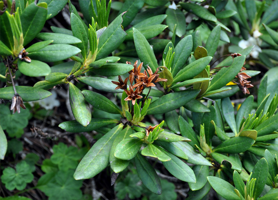 Image of Rhododendron caucasicum specimen.