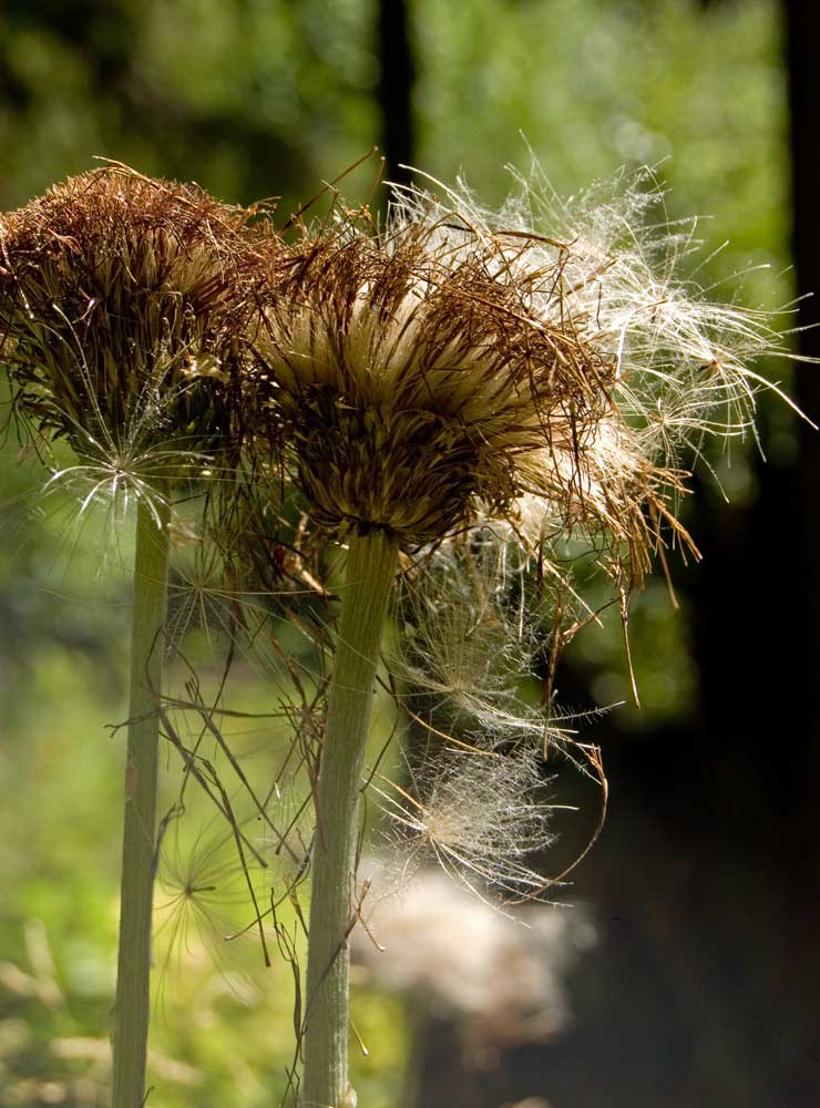 Image of Cirsium heterophyllum specimen.