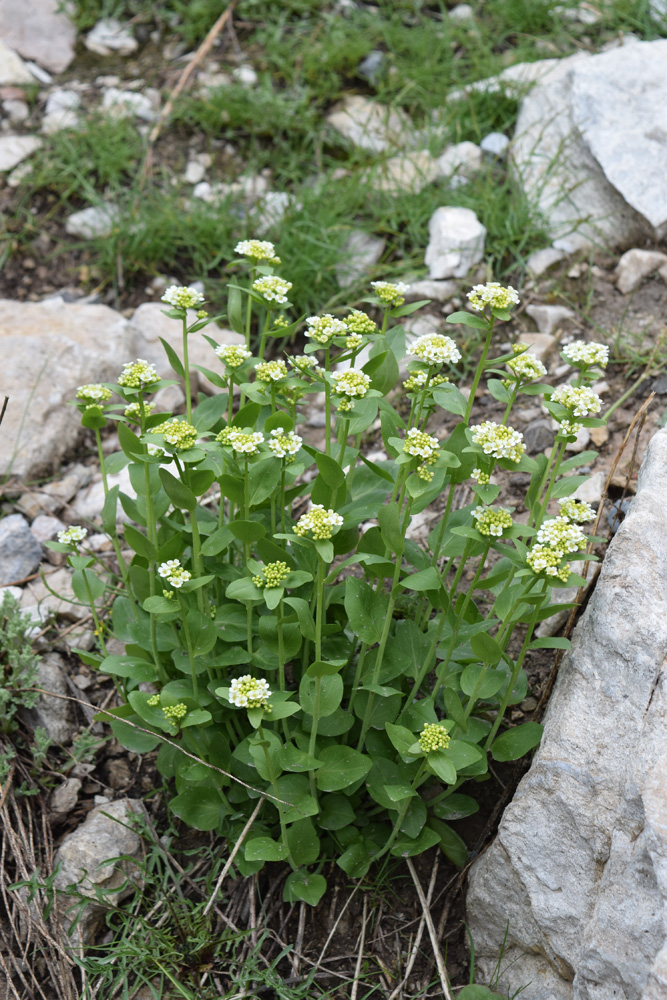 Image of Eutrema integrifolium specimen.