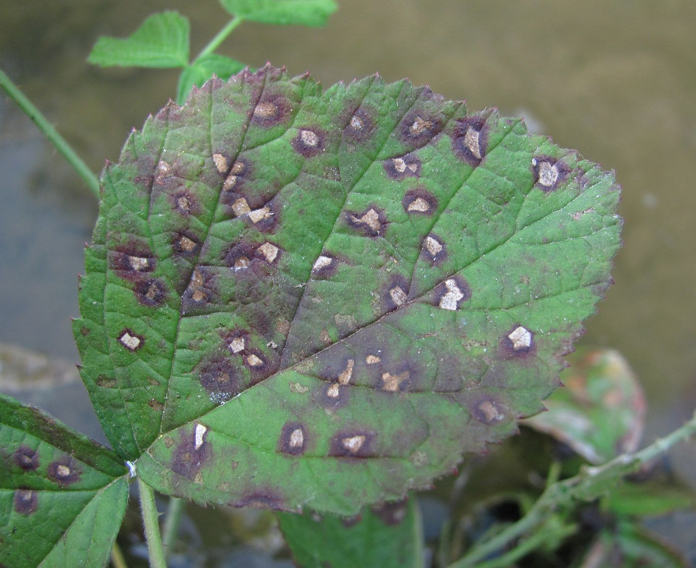 Image of Rubus caesius specimen.