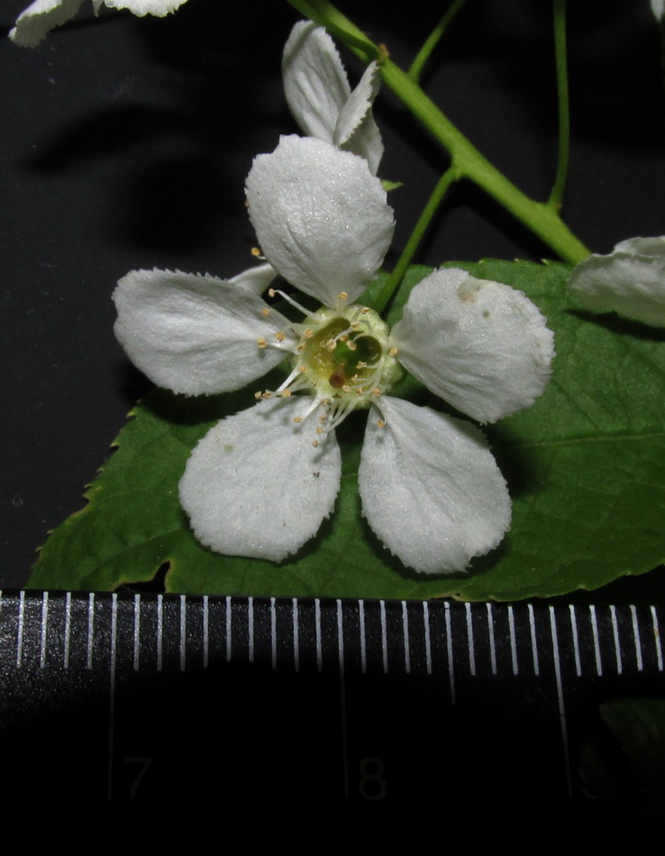 Image of Padus avium ssp. pubescens specimen.