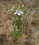 Nigella arvensis