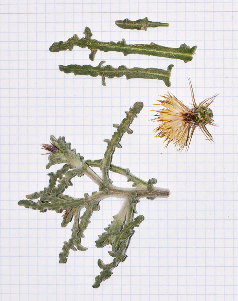 Image of Centaurea aegyptiaca specimen.