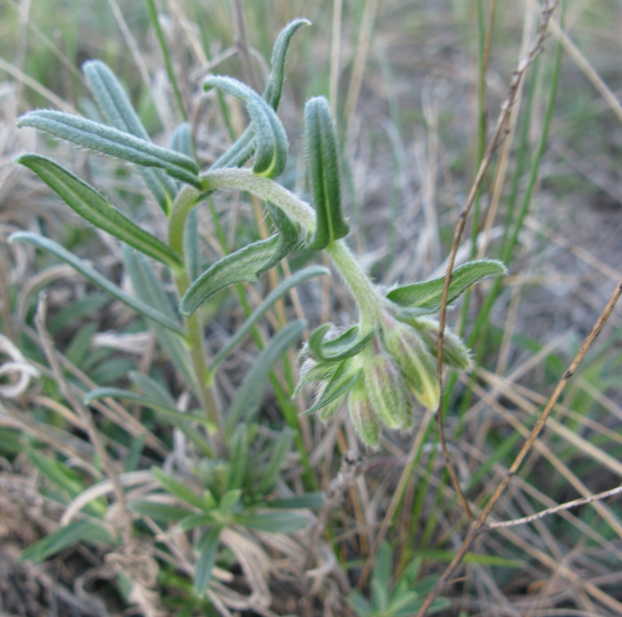 Image of Onosma volgensis specimen.