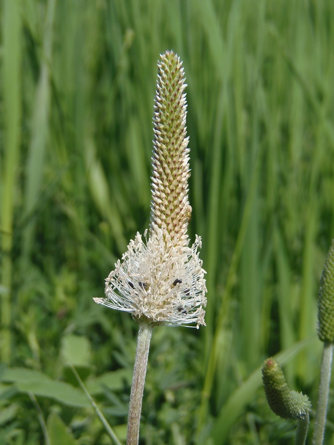 Image of Plantago urvillei specimen.