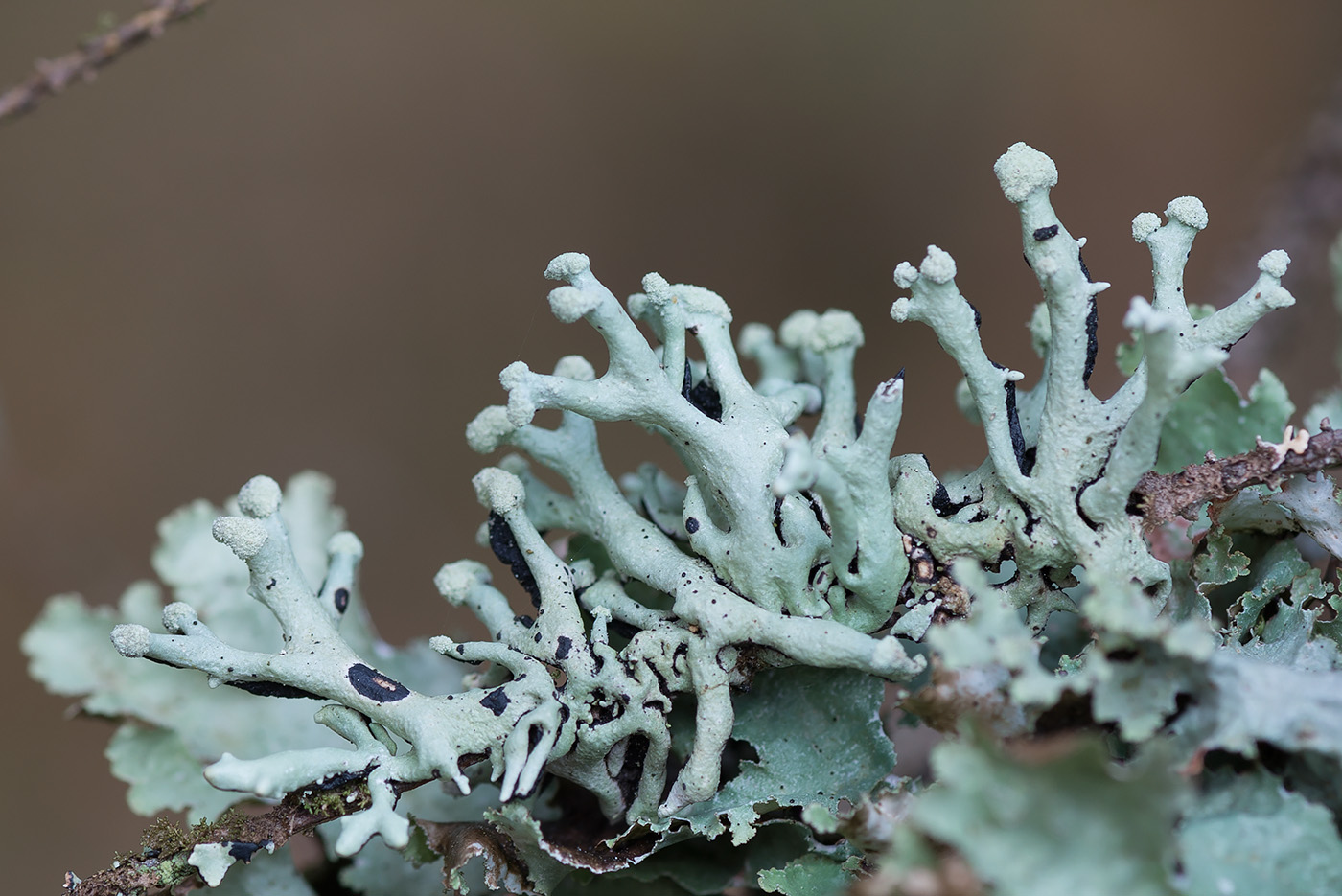 Image of Hypogymnia tubulosa specimen.