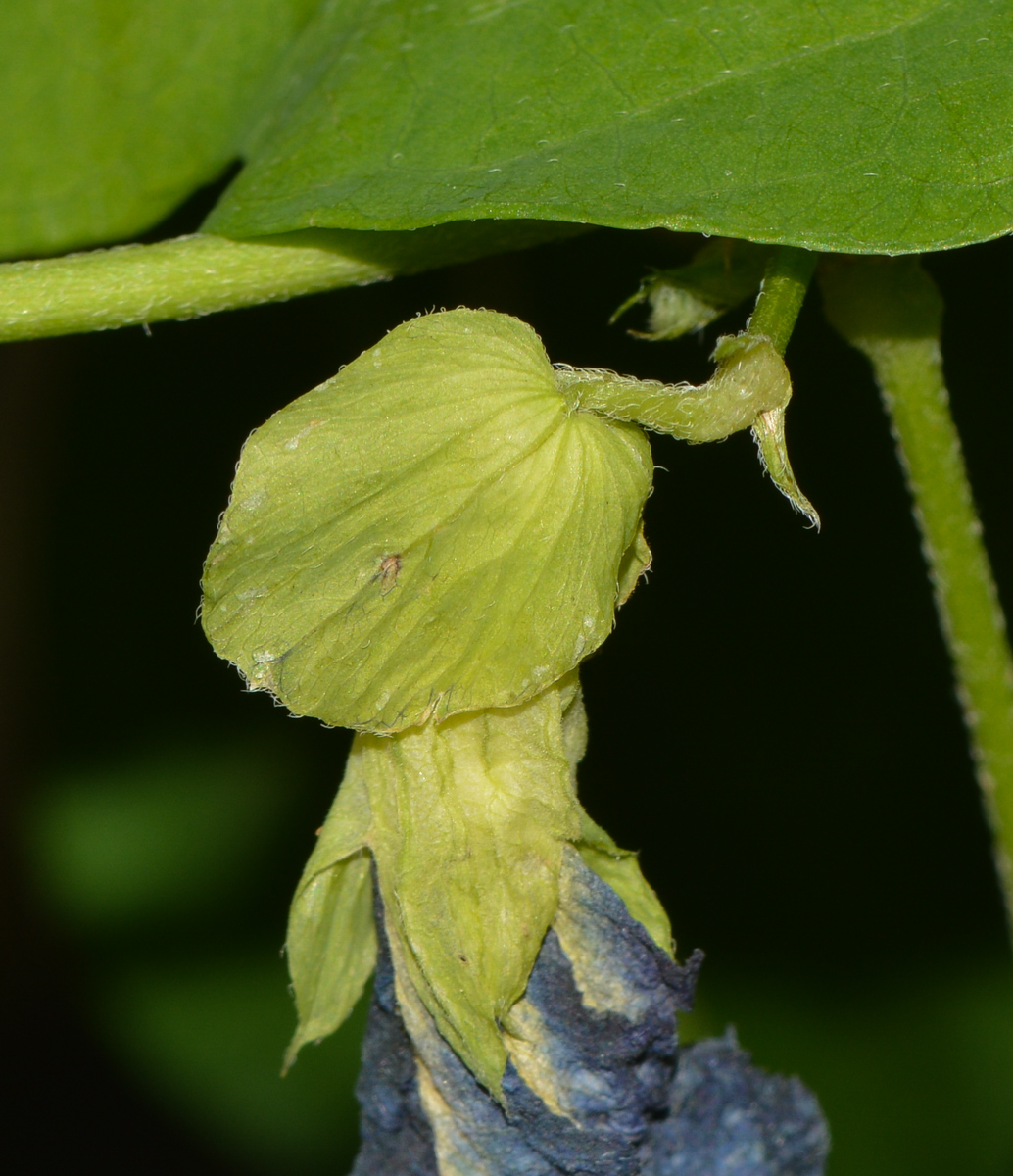 Image of Clitoria ternatea specimen.