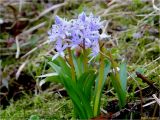 Scilla bifolia