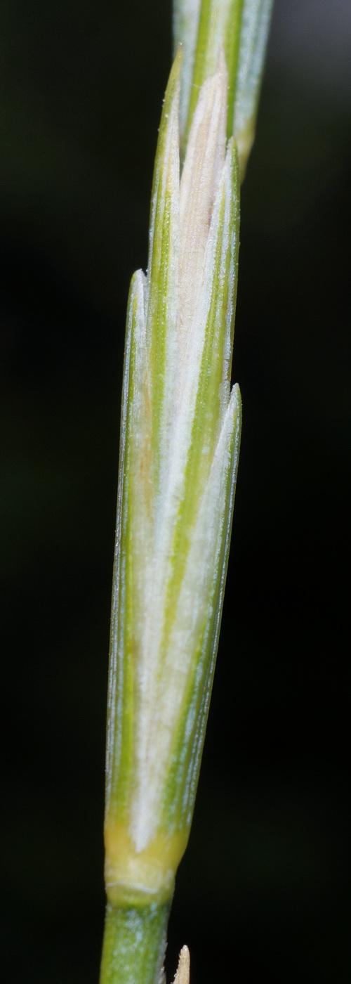 Изображение особи Elytrigia scythica.
