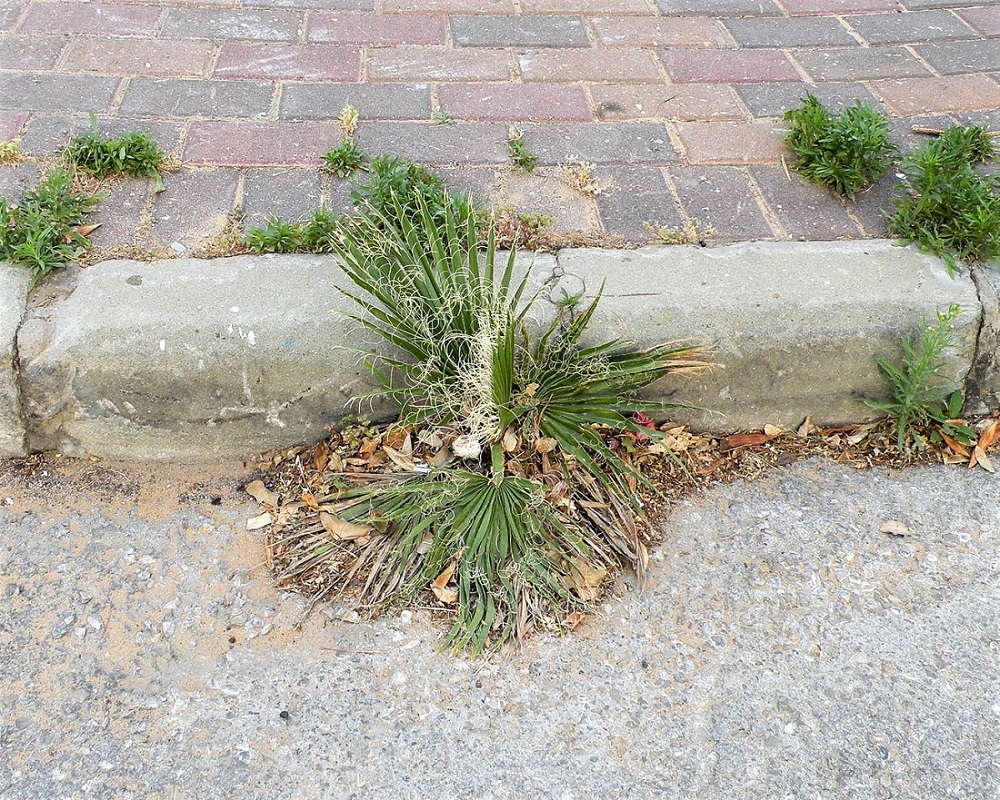 Image of Washingtonia robusta specimen.