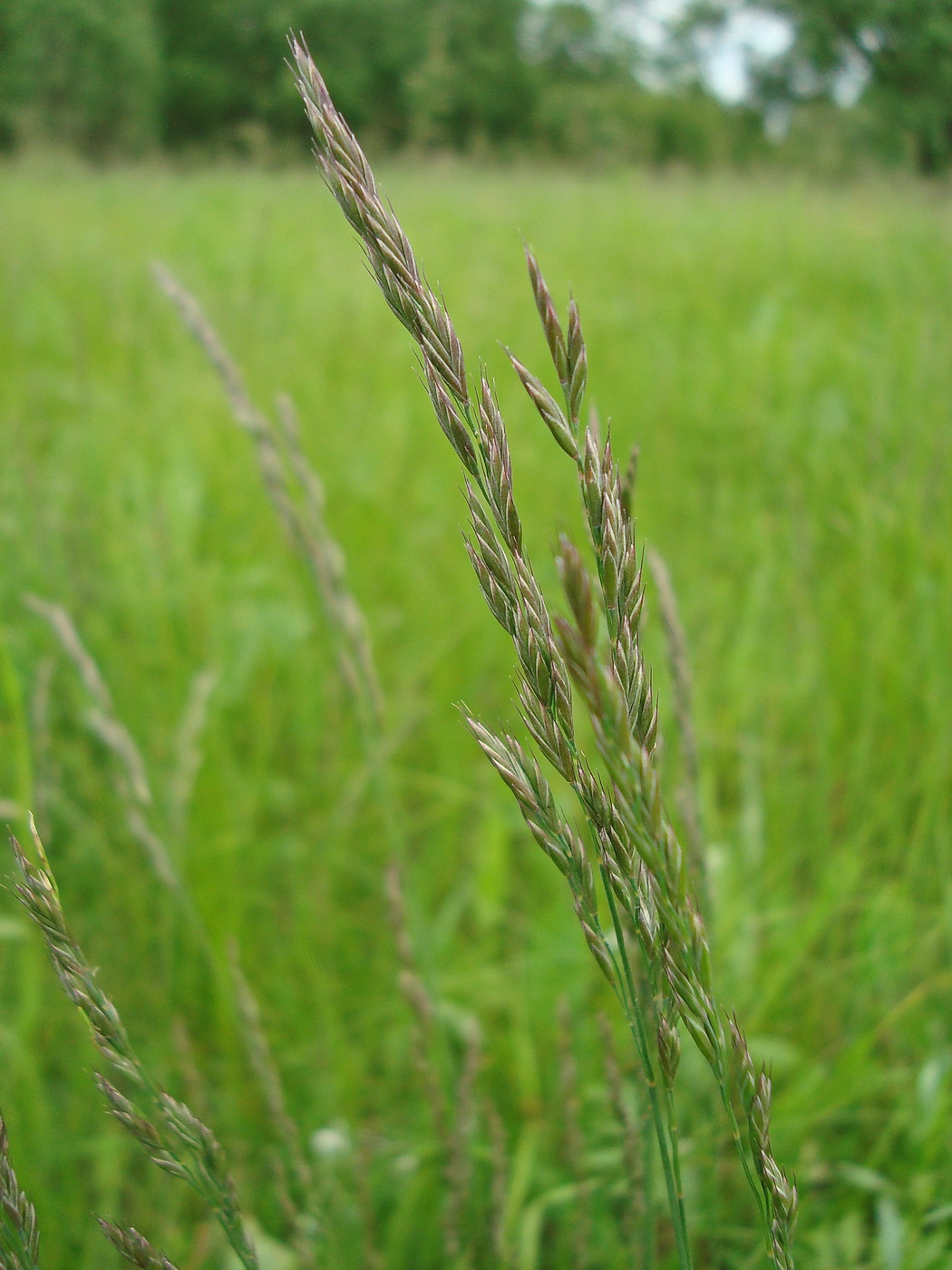 Image of genus Festuca specimen.