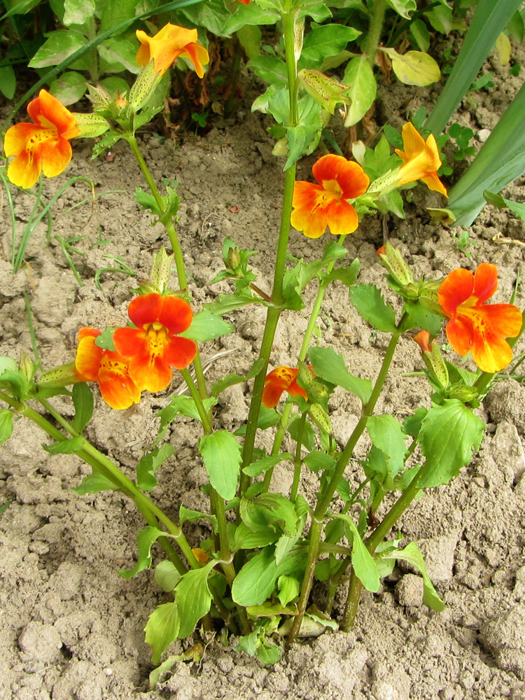 Изображение особи род Mimulus.