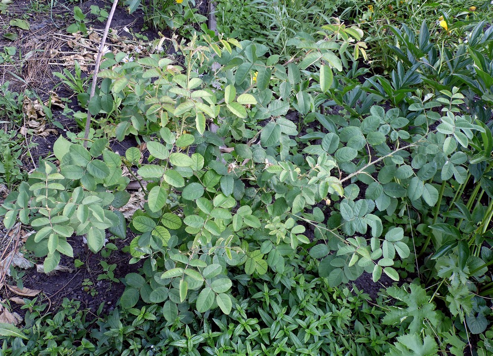 Image of Rosa centifolia specimen.