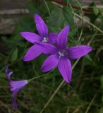 Campanula patula