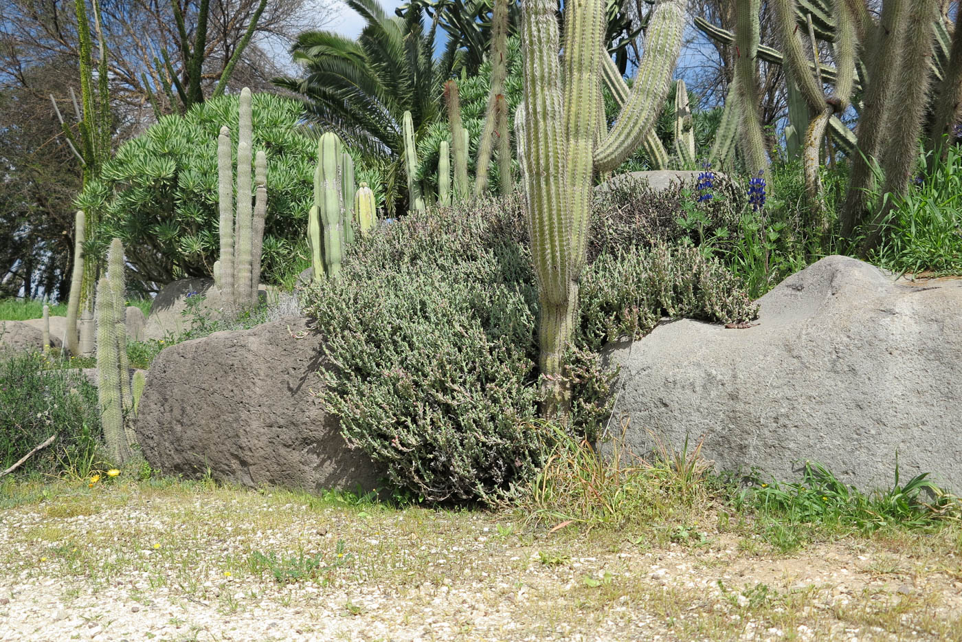 Image of Ruschia perfoliata specimen.