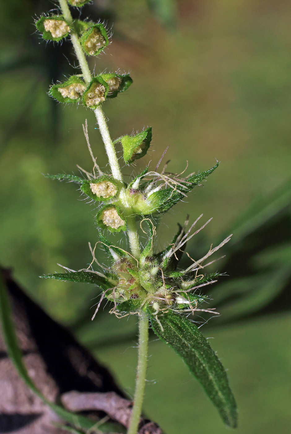 Image of Ambrosia artemisiifolia specimen.