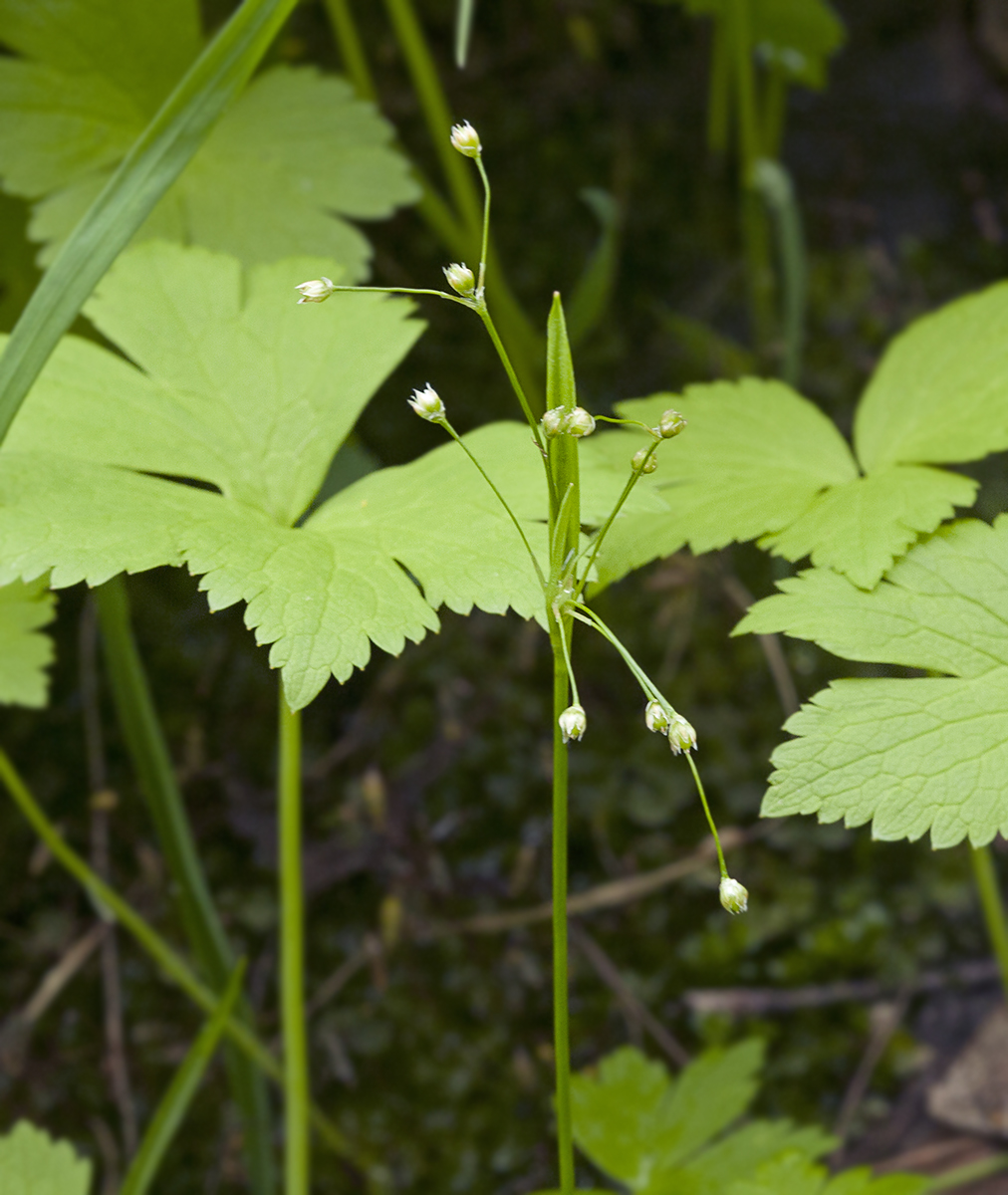 Image of Luzula plumosa specimen.