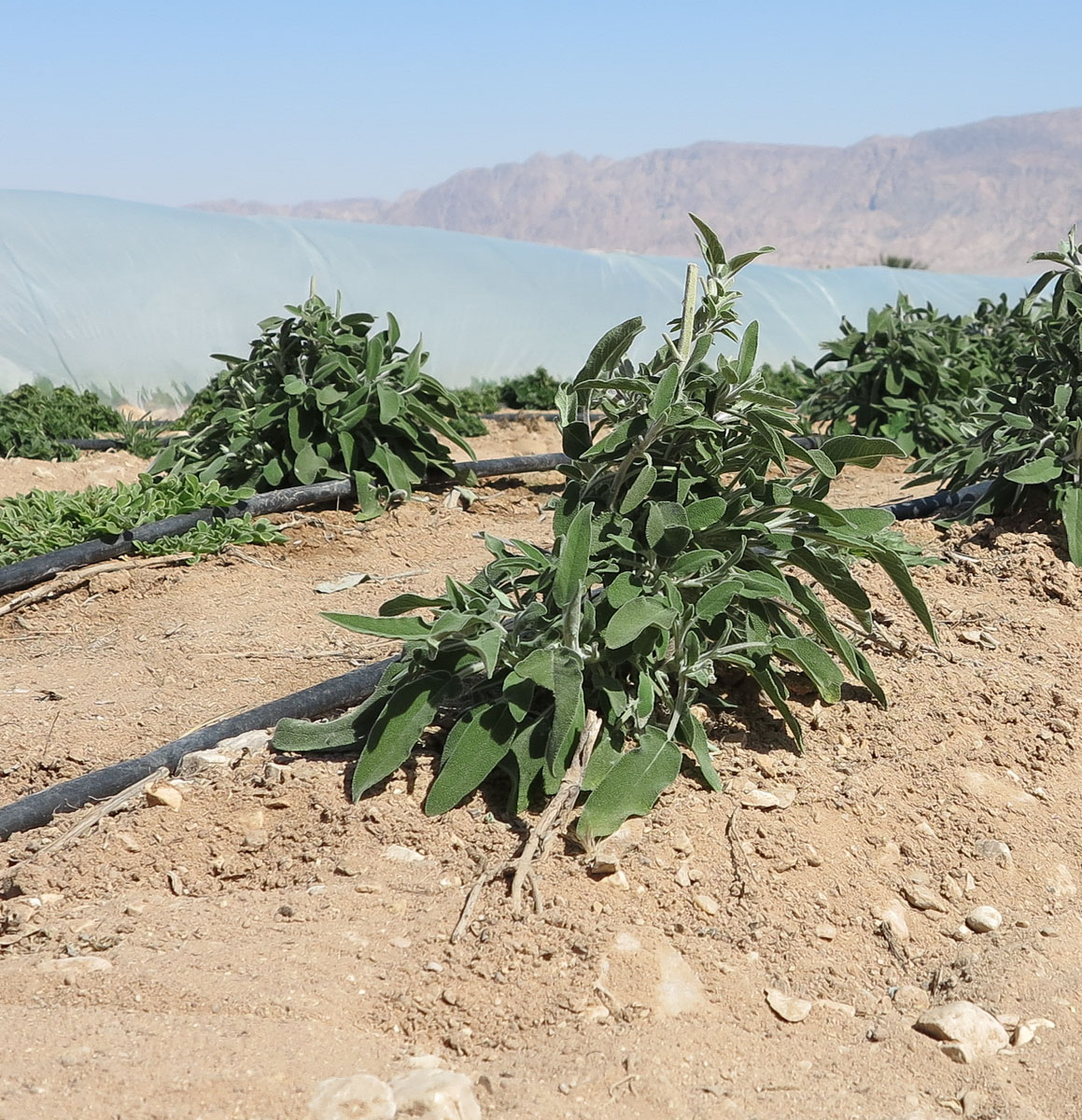 Изображение особи Salvia officinalis.