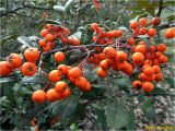 Pyracantha coccinea. Ветвь плодоносящего растения. Украина, г. Николаев, Заводской р-н, парк \"Лески\". 01.01.2018.